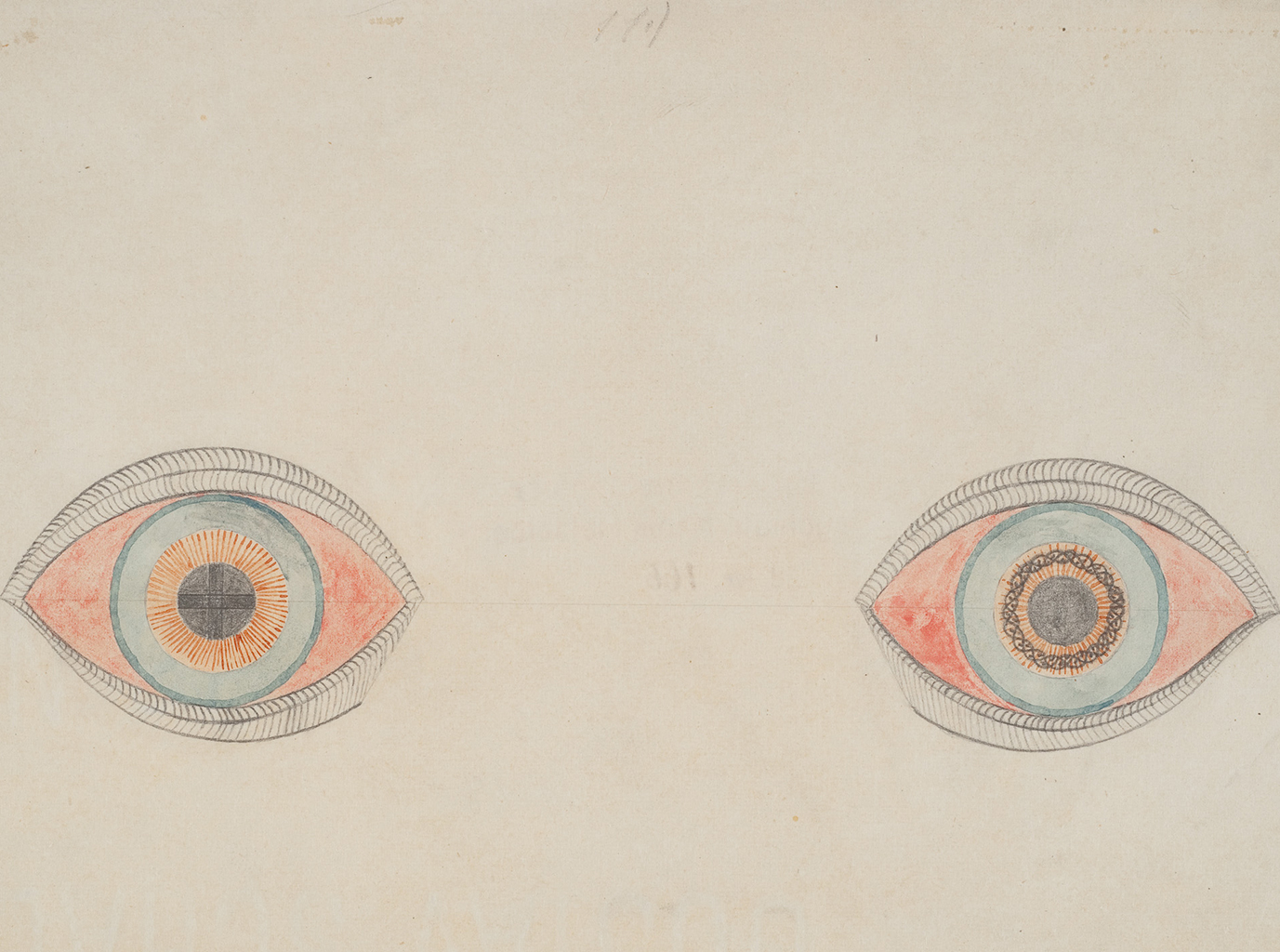 Natterer yeux