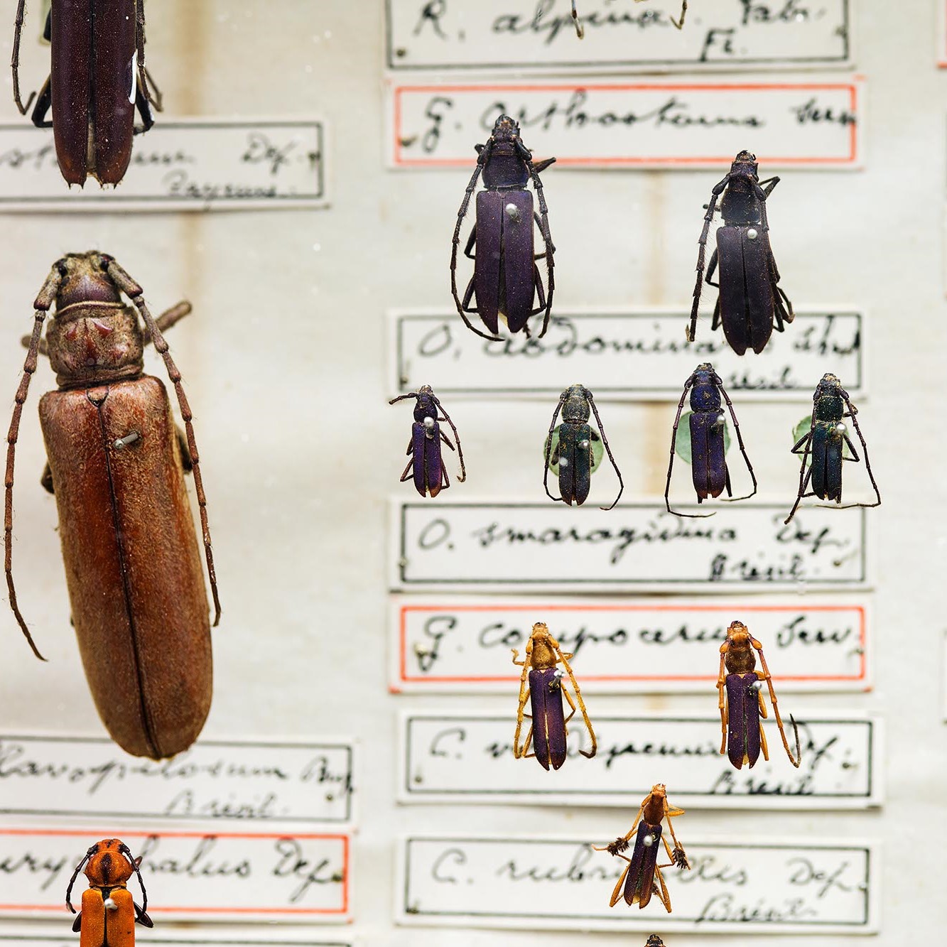 Insectes naturalisés