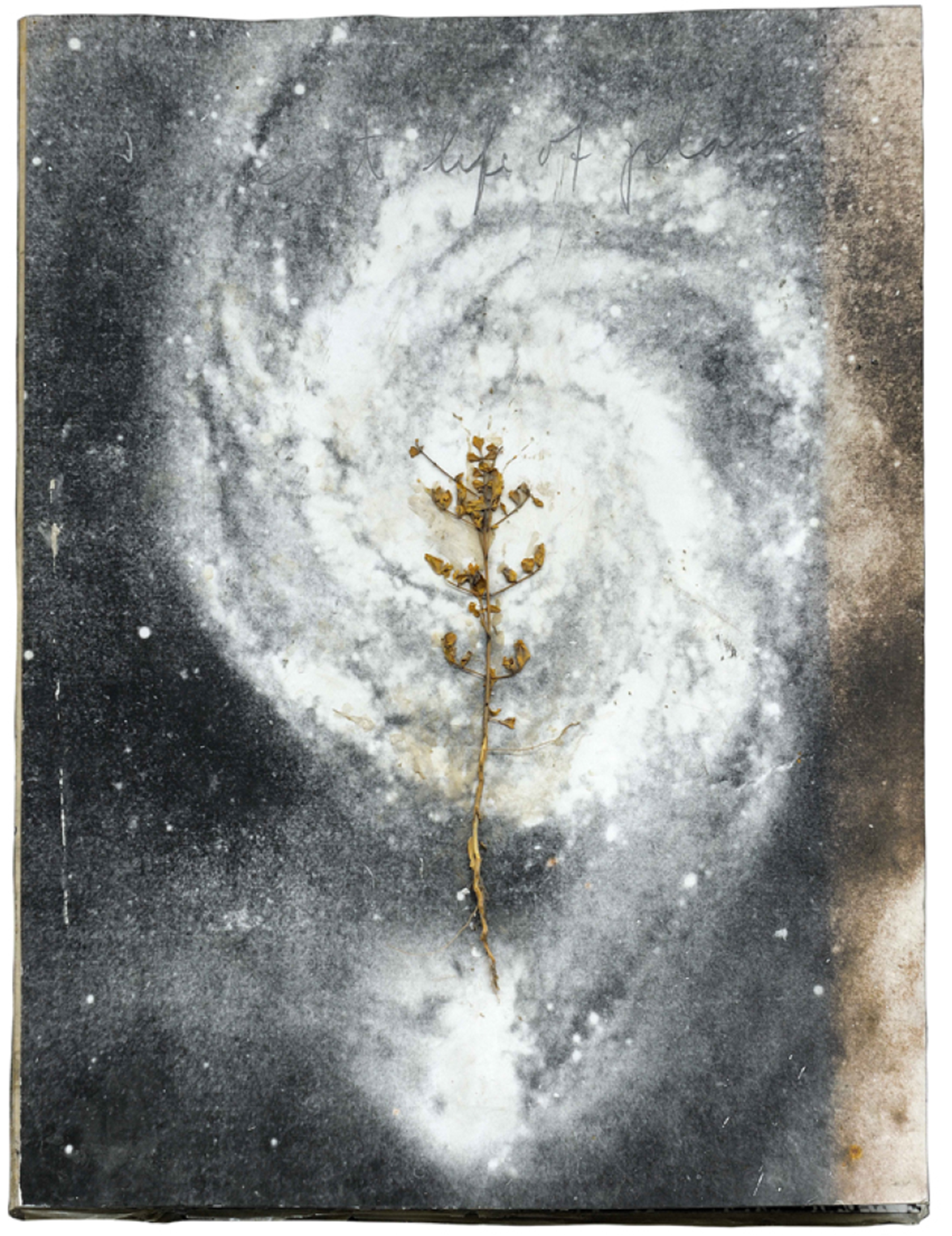 Photographie argentique d'une plante sur un fond galactique.