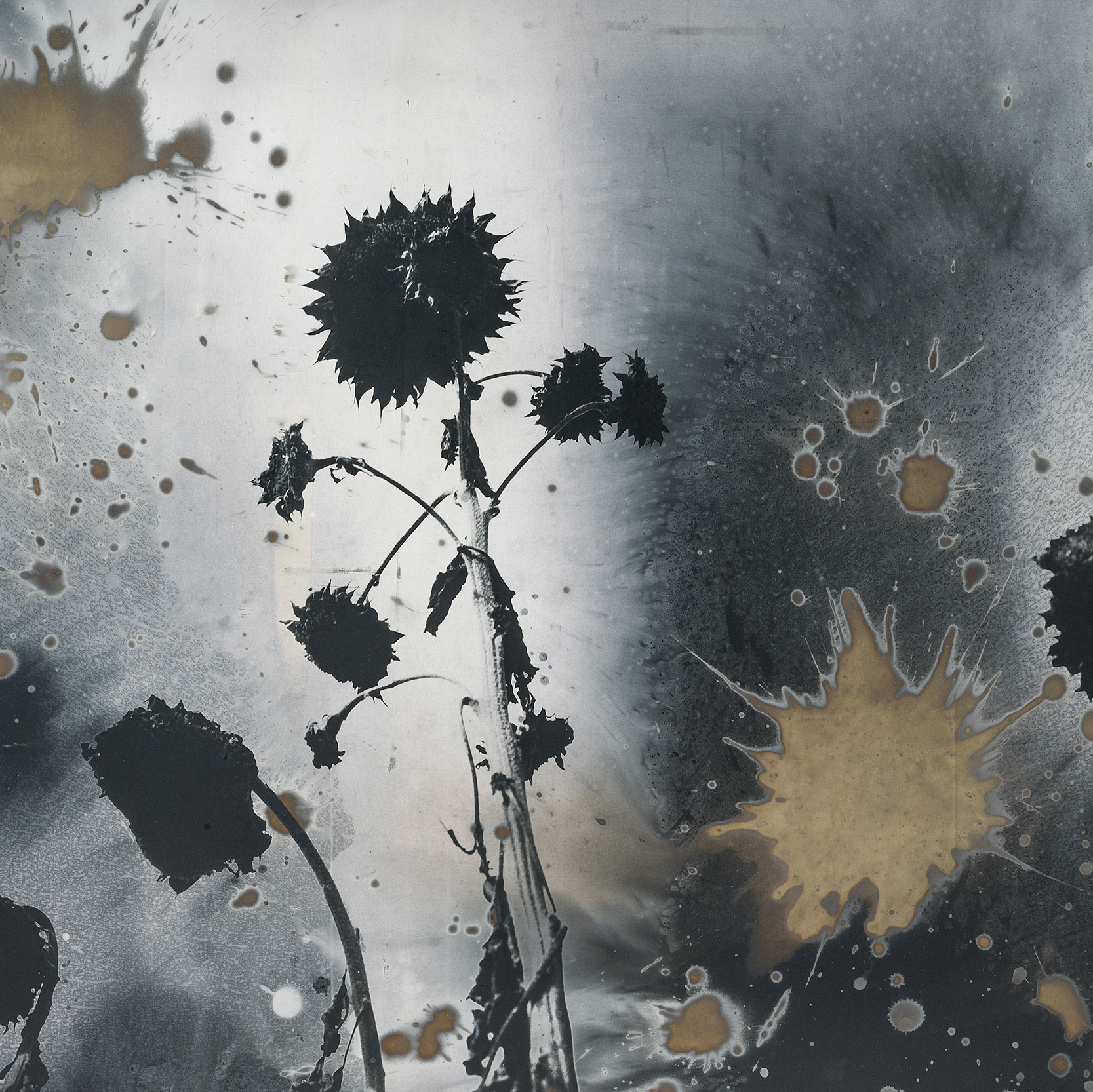 AK155_Tournesol_8.jpg