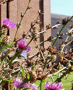 Vue sur le fauchage tardif en fleurs.