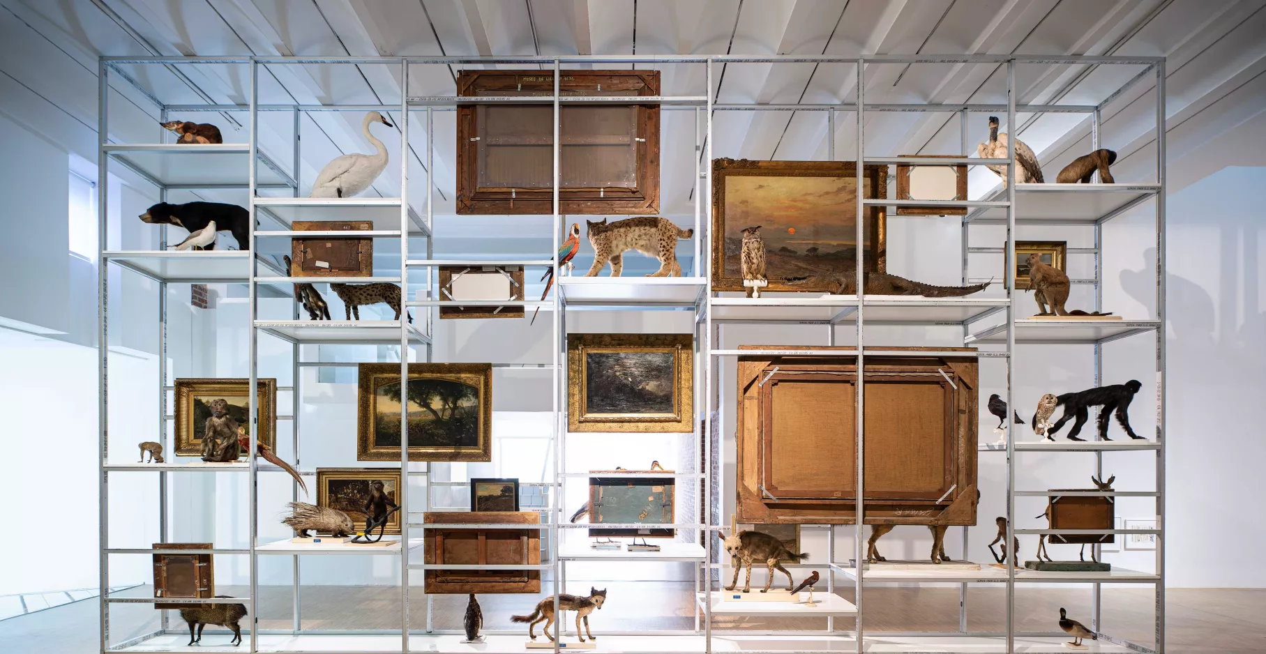 Grande étagère en métal servant de présentoir pour des animaux naturalisés et des toiles.